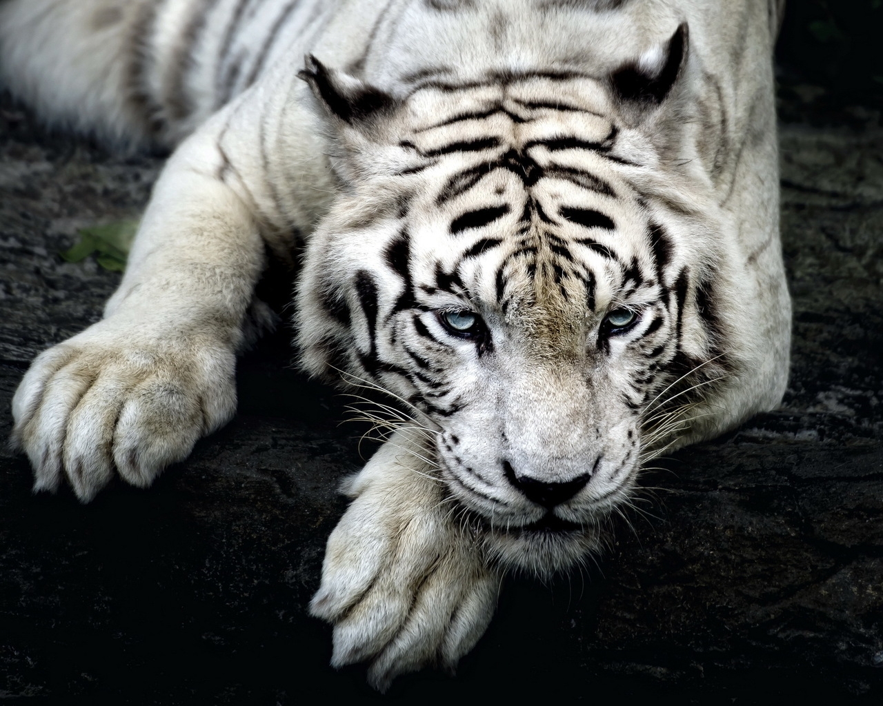 Amazing White Tiger for 1280 x 1024 resolution