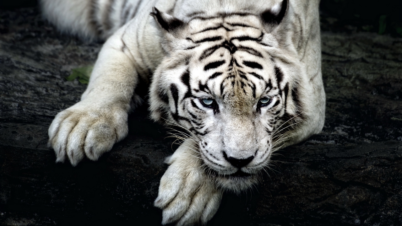 Amazing White Tiger for 1280 x 720 HDTV 720p resolution