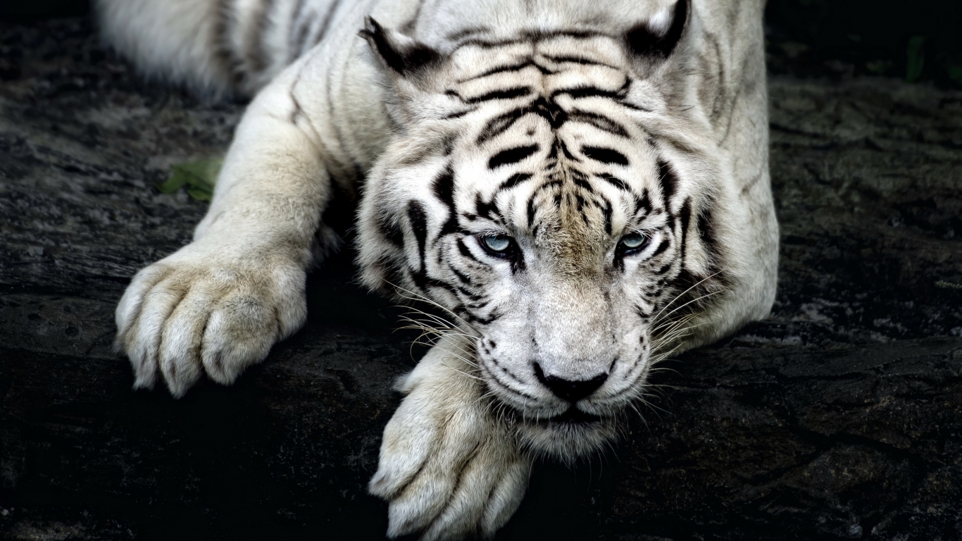 Amazing White Tiger for 1366 x 768 HDTV resolution