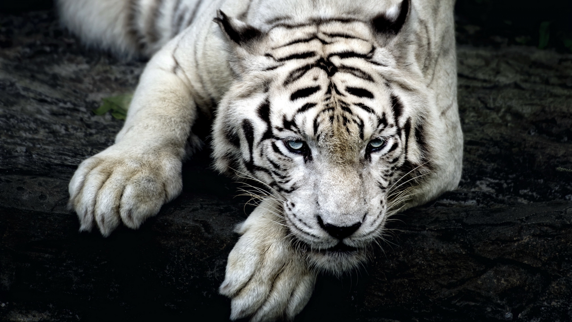 Amazing White Tiger for 1920 x 1080 HDTV 1080p resolution