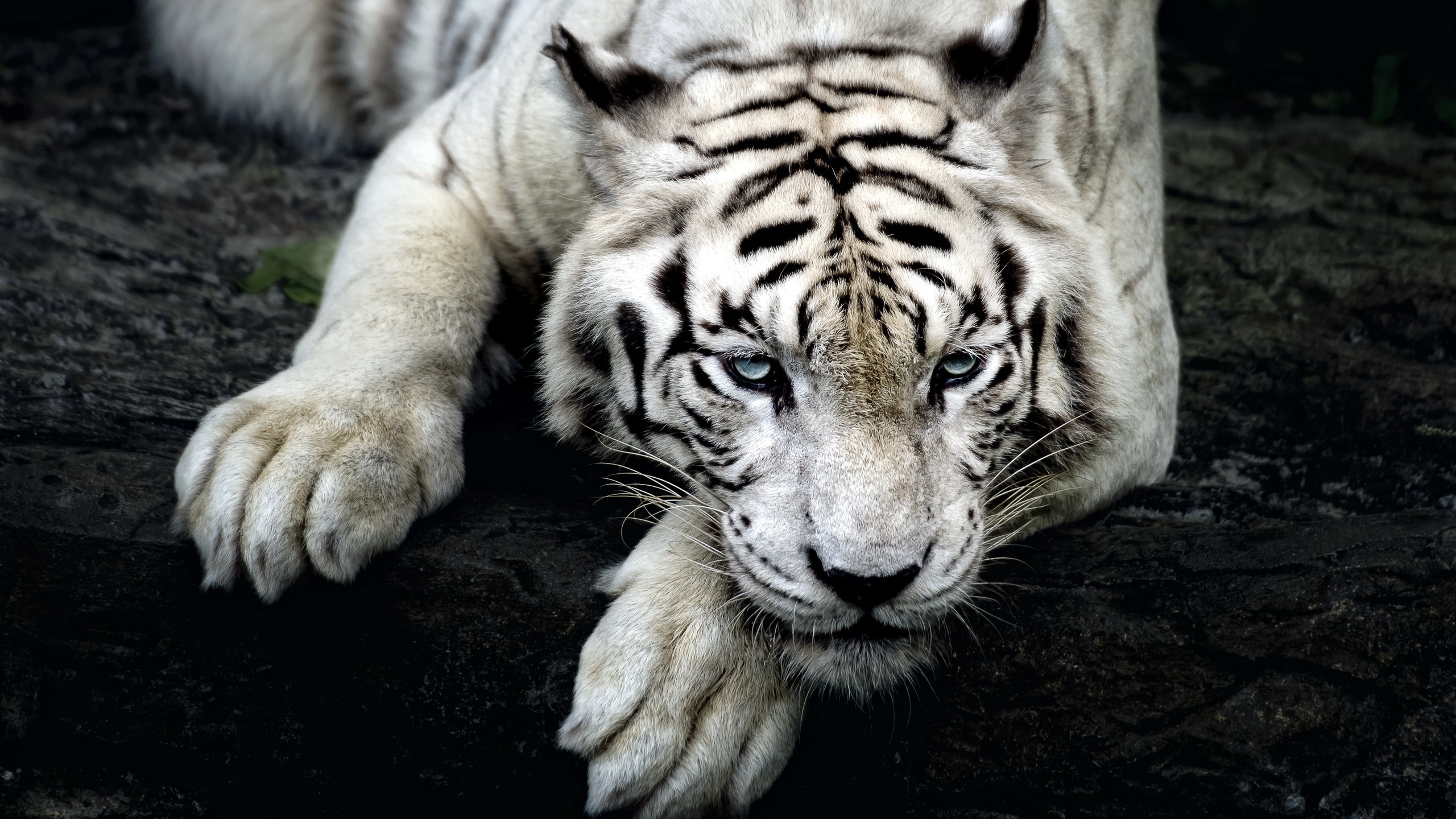 Amazing White Tiger for 2560x1440 HDTV resolution