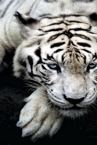Amazing White Tiger for 320 x 480 iPhone resolution