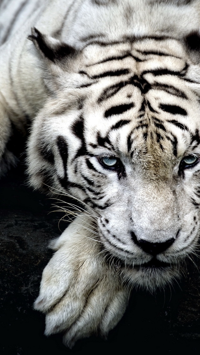 Amazing White Tiger for 640 x 1136 iPhone 5 resolution