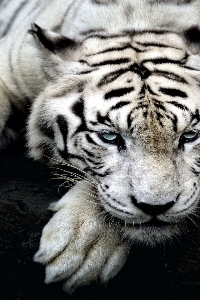 Amazing White Tiger for 640 x 960 iPhone 4 resolution