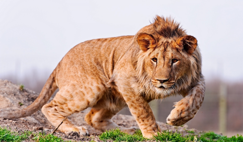Amazing Young Lion for 1024 x 600 widescreen resolution
