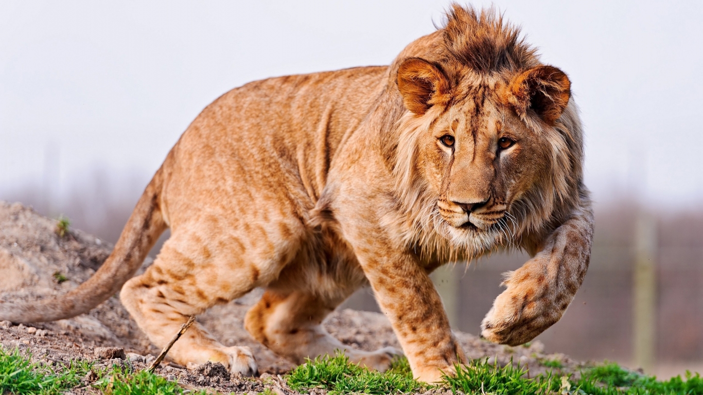 Amazing Young Lion for 1366 x 768 HDTV resolution