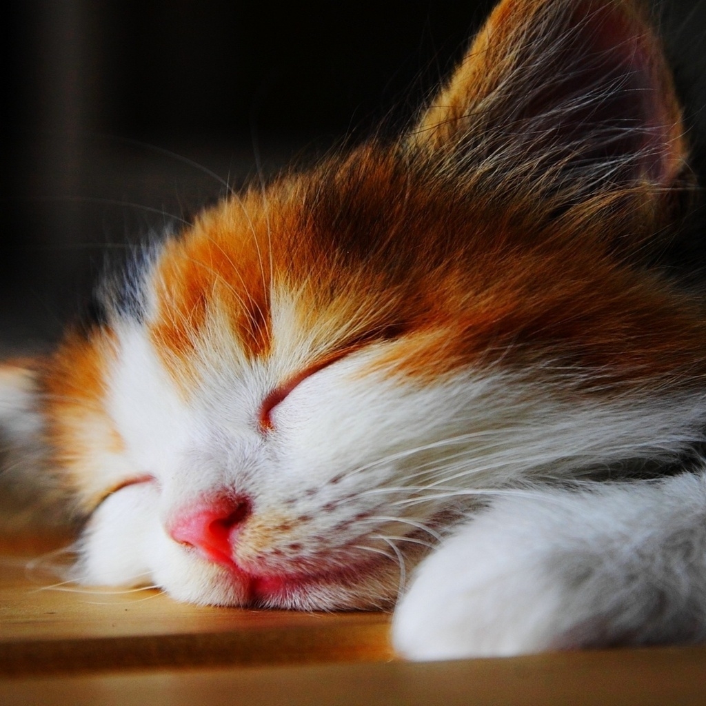 Amazingly Cute Sleepy Kitten  for 1024 x 1024 iPad resolution