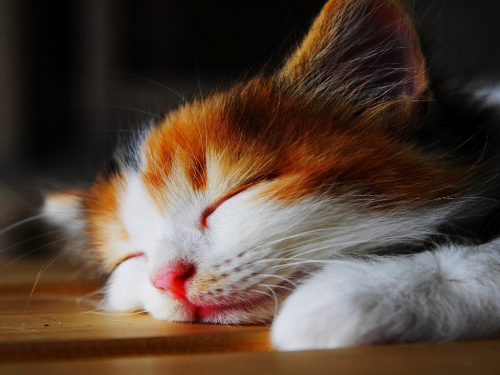 Amazingly Cute Sleepy Kitten  for 1024 x 768 resolution