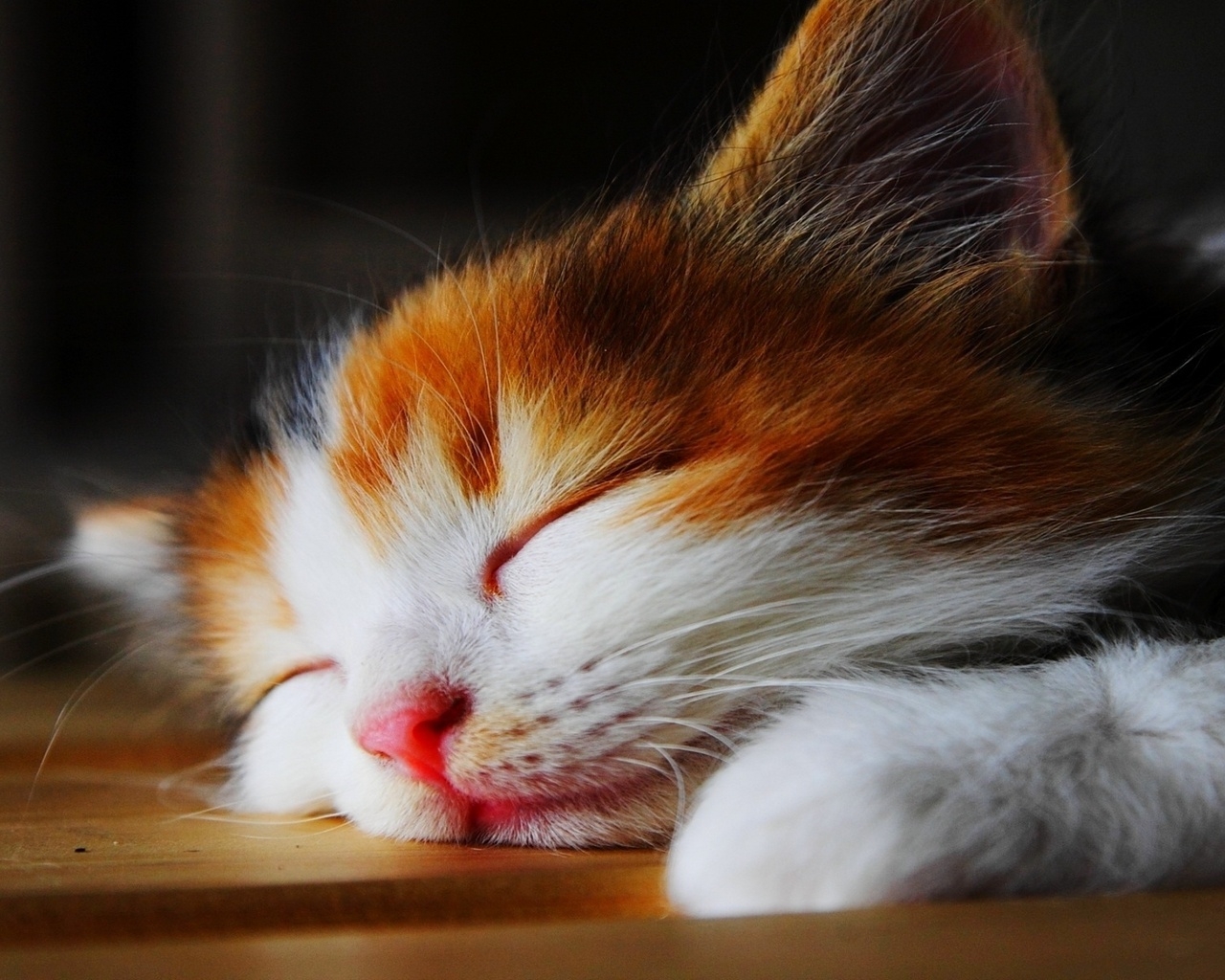 Amazingly Cute Sleepy Kitten  for 1280 x 1024 resolution