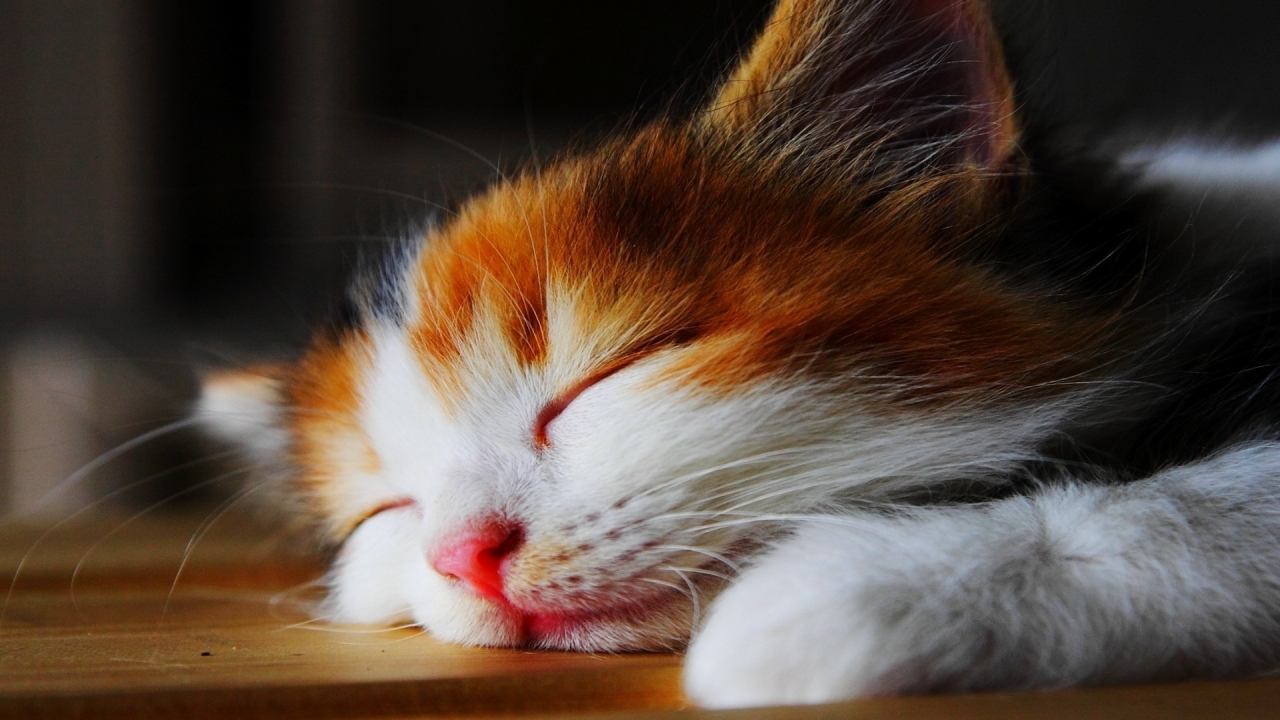 Amazingly Cute Sleepy Kitten  for 1280 x 720 HDTV 720p resolution