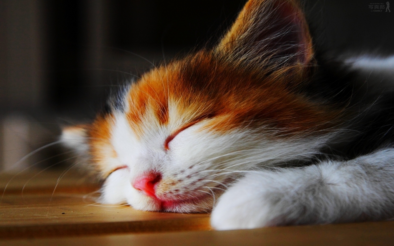 Amazingly Cute Sleepy Kitten  for 1280 x 800 widescreen resolution