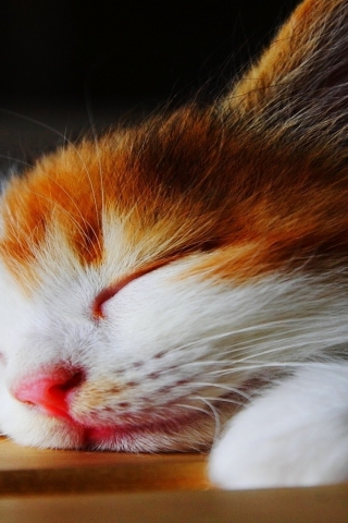 Amazingly Cute Sleepy Kitten  for 320 x 480 iPhone resolution