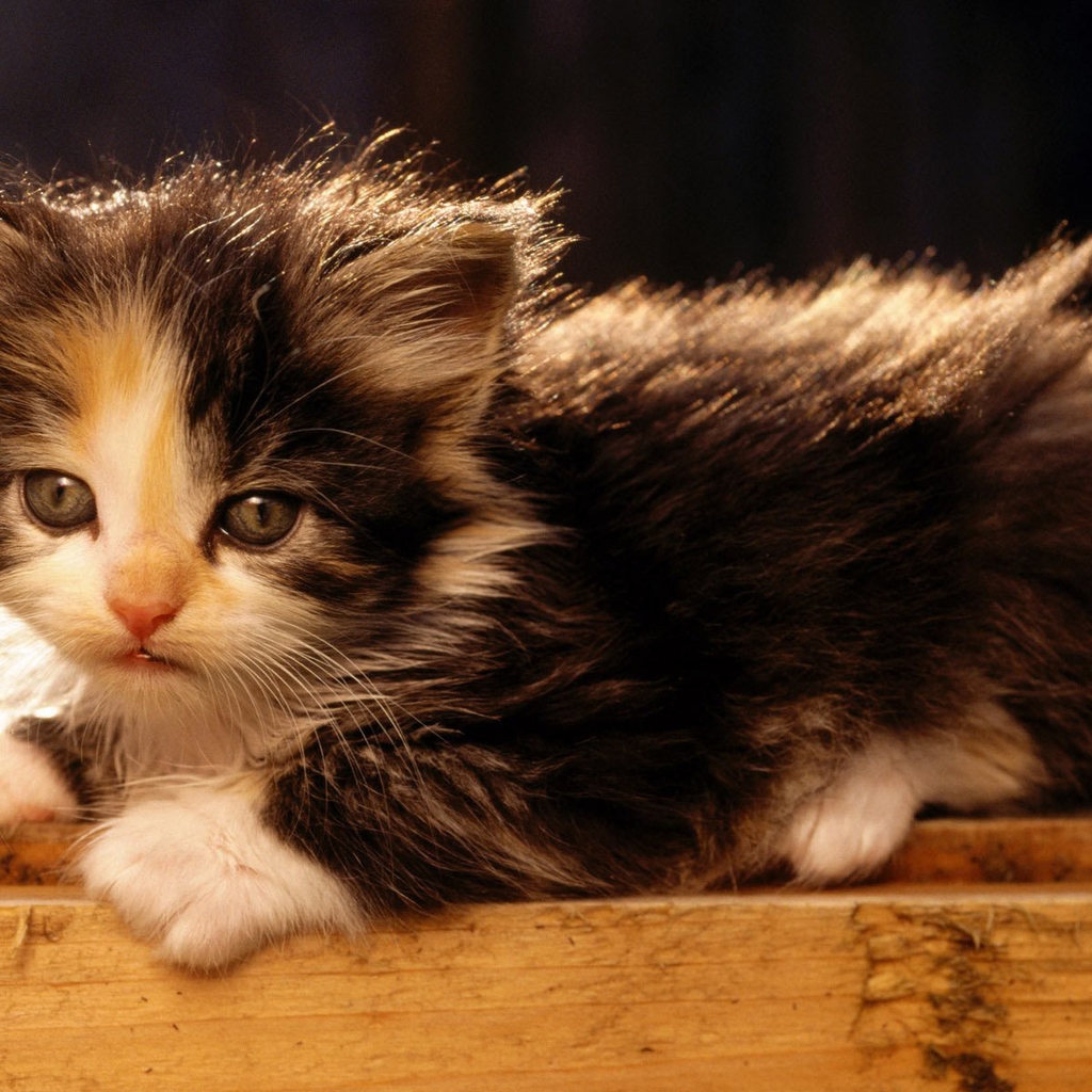 American Bobtail Cat for 1024 x 1024 iPad resolution