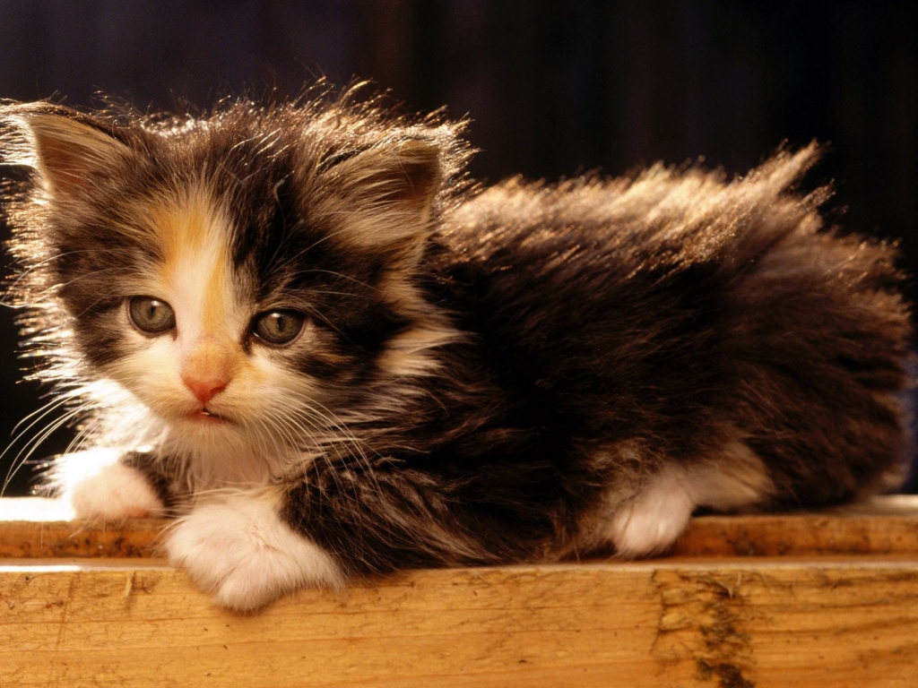 American Bobtail Cat for 1024 x 768 resolution