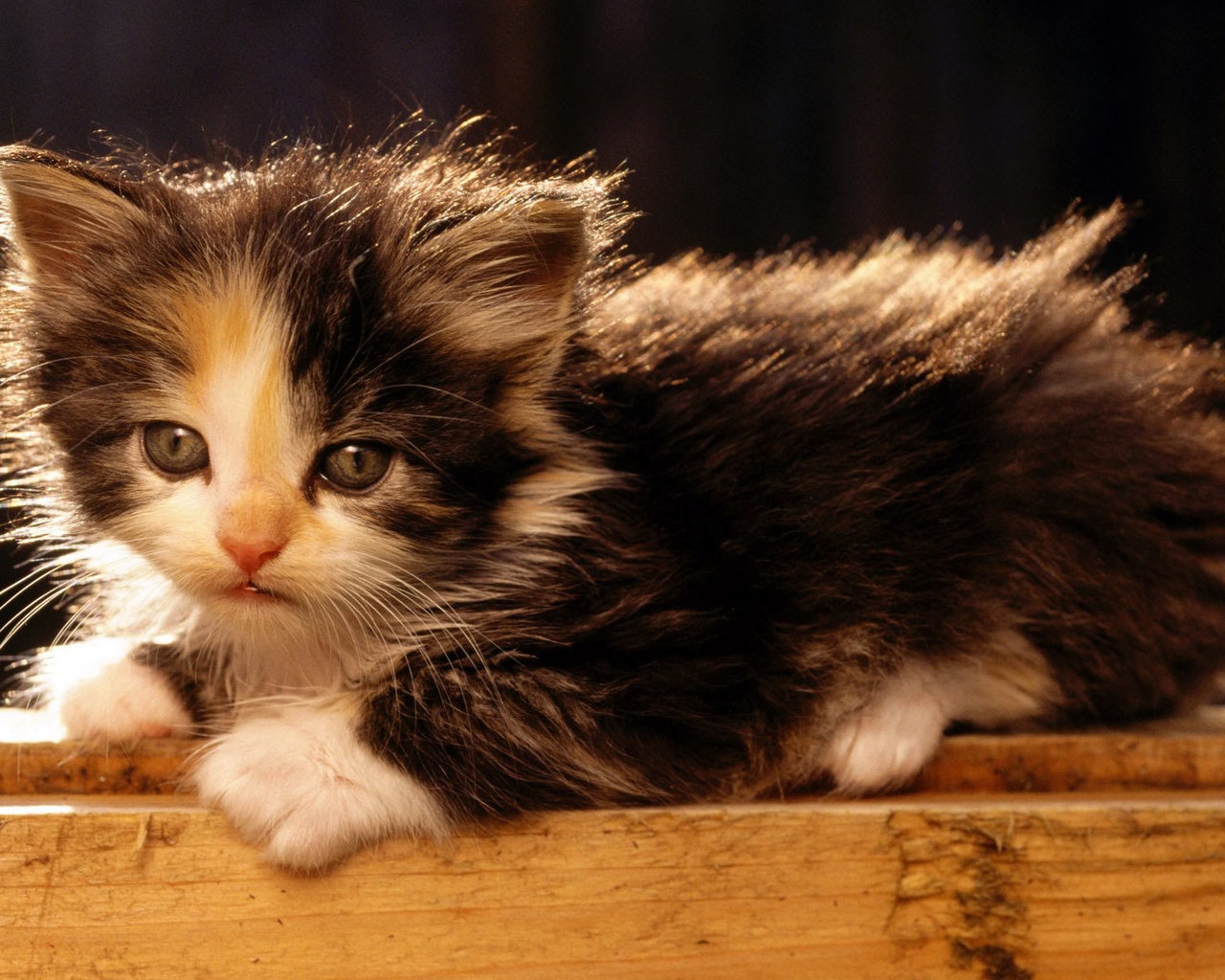 American Bobtail Cat for 1280 x 1024 resolution
