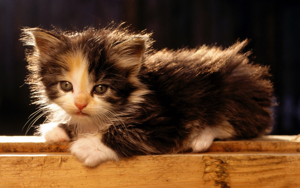 American Bobtail Cat for 1280 x 800 widescreen resolution