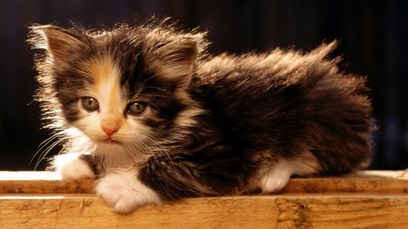 American Bobtail Cat for 1366 x 768 HDTV resolution