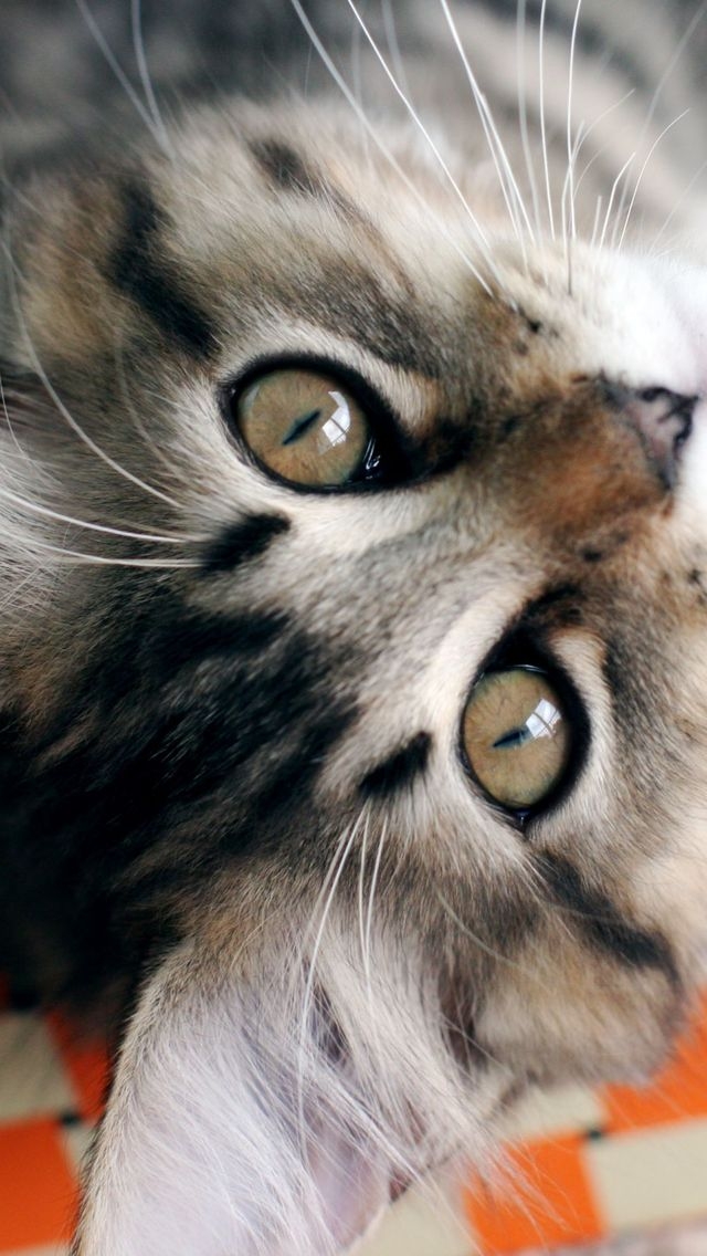American Bobtail Cat Close Up for 640 x 1136 iPhone 5 resolution