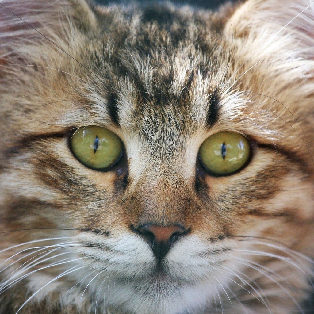 American Bobtail Cat Face for 1024 x 1024 iPad resolution