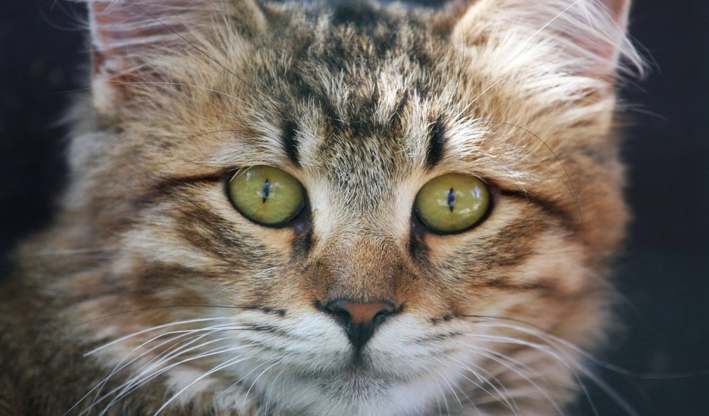 American Bobtail Cat Face for 1024 x 600 widescreen resolution