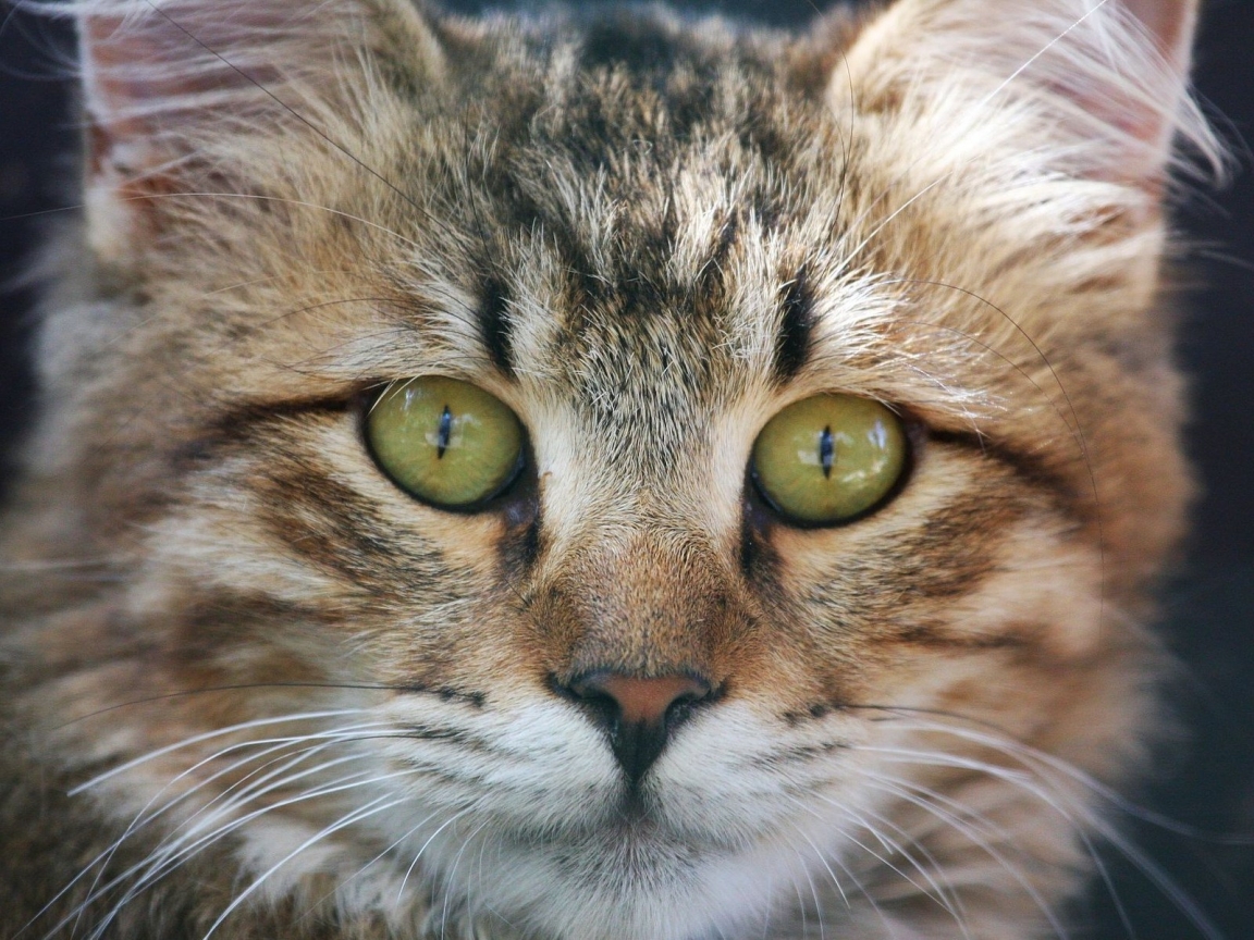 American Bobtail Cat Face for 1152 x 864 resolution