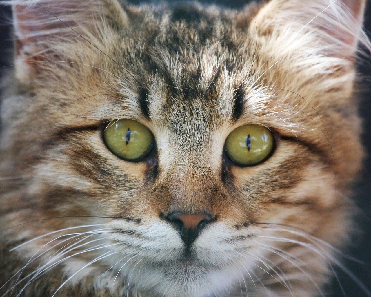 American Bobtail Cat Face for 1280 x 1024 resolution