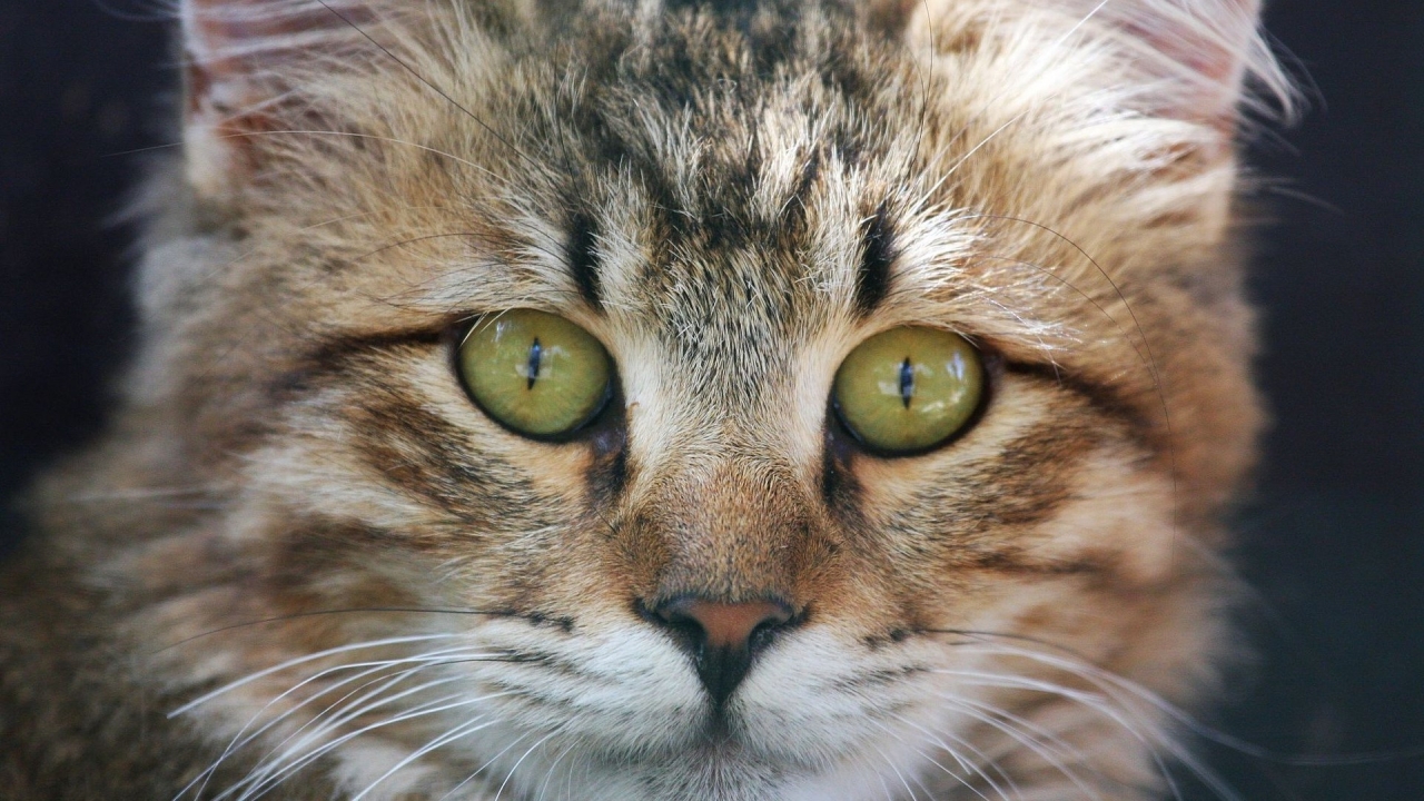 American Bobtail Cat Face for 1280 x 720 HDTV 720p resolution