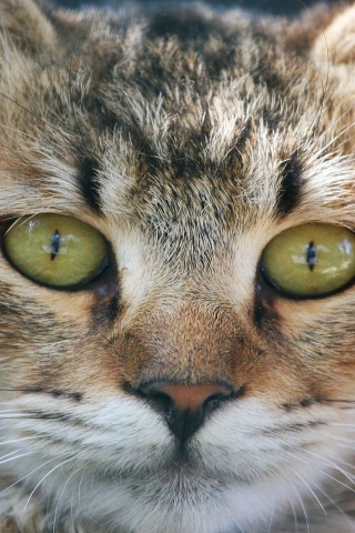American Bobtail Cat Face for 320 x 480 iPhone resolution