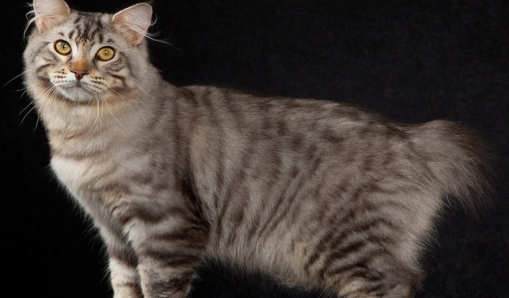 American Bobtail Cat Pose for 1024 x 600 widescreen resolution