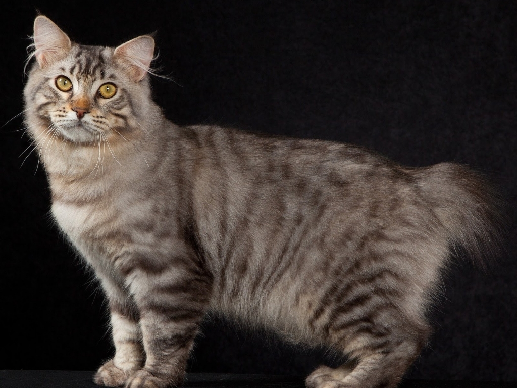 American Bobtail Cat Pose for 1024 x 768 resolution