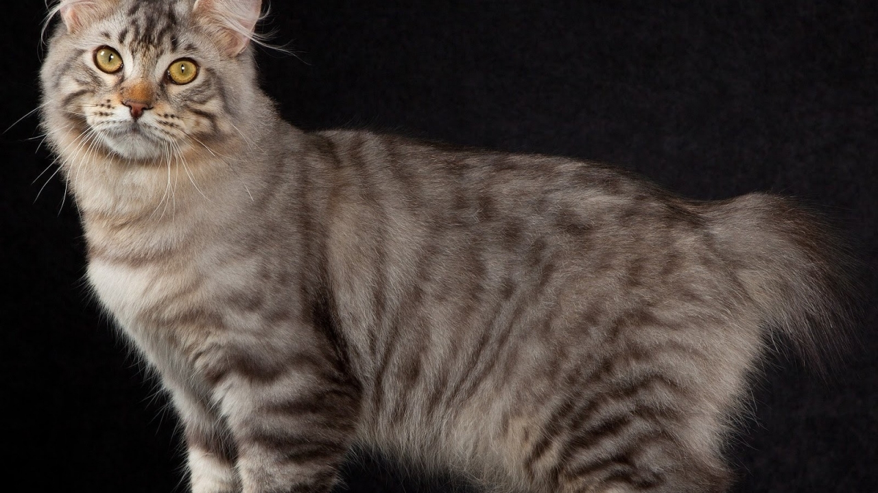 American Bobtail Cat Pose for 1280 x 720 HDTV 720p resolution