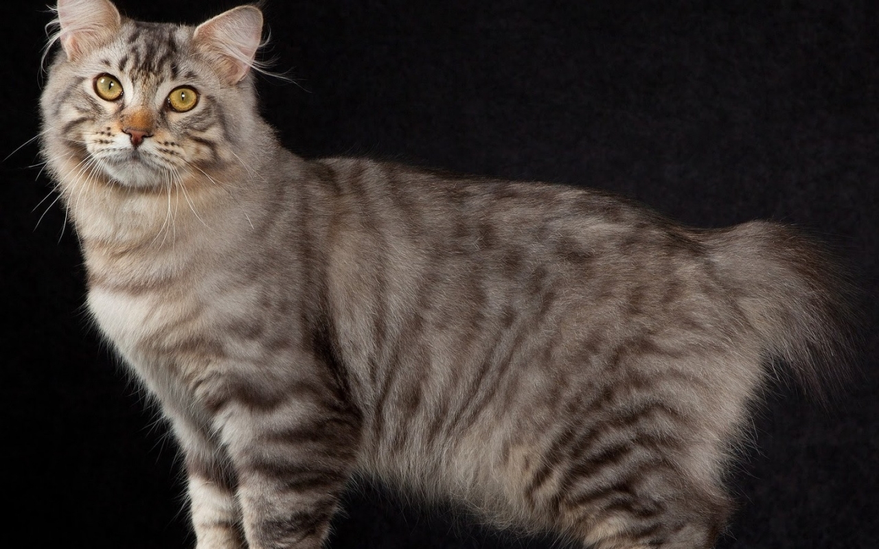 American Bobtail Cat Pose for 1280 x 800 widescreen resolution