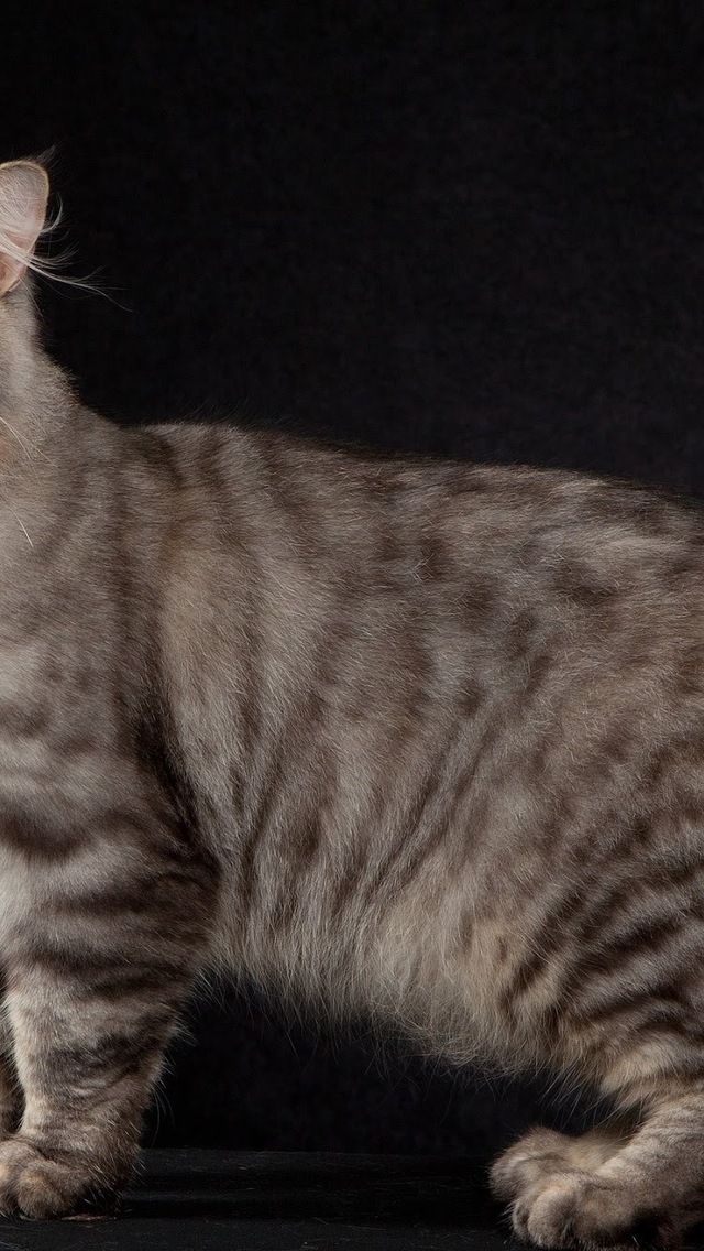 American Bobtail Cat Pose for 640 x 1136 iPhone 5 resolution