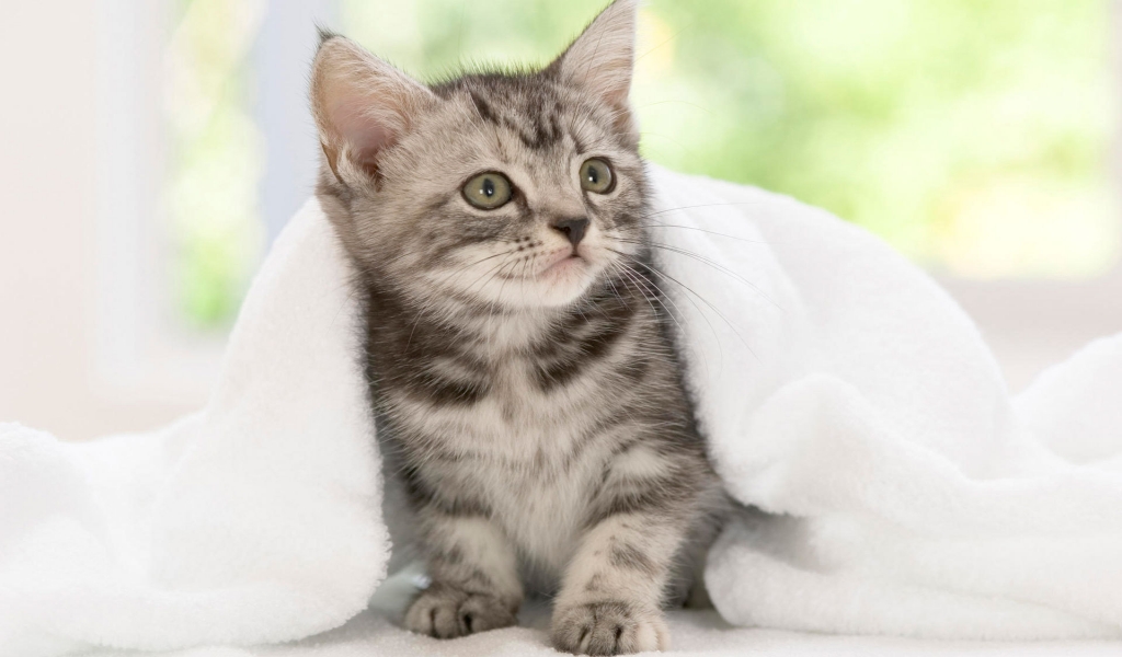 American Shorthair Kitten for 1024 x 600 widescreen resolution