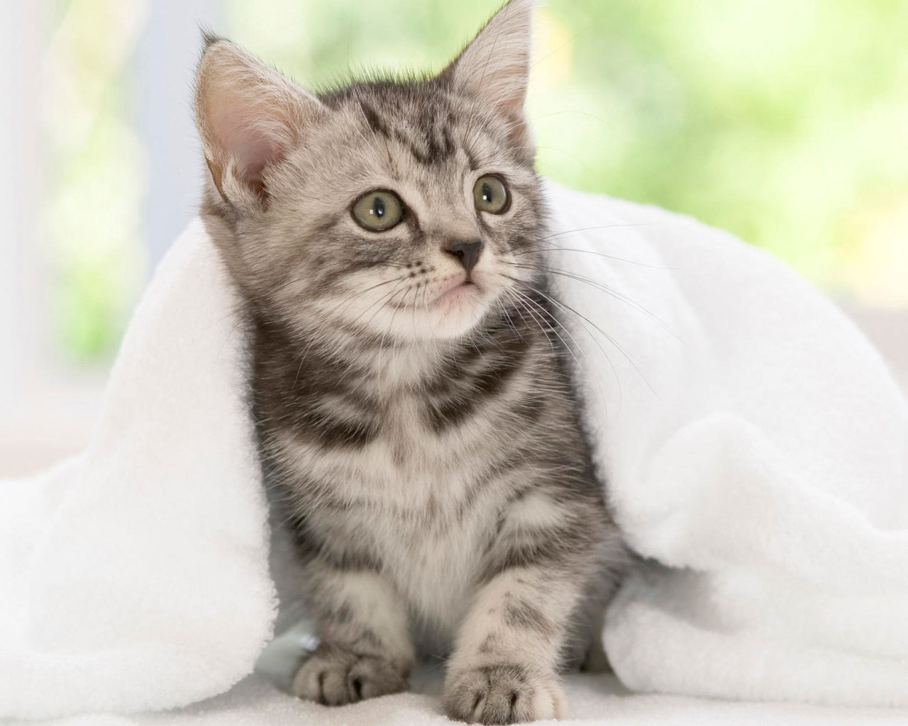 American Shorthair Kitten for 1280 x 1024 resolution