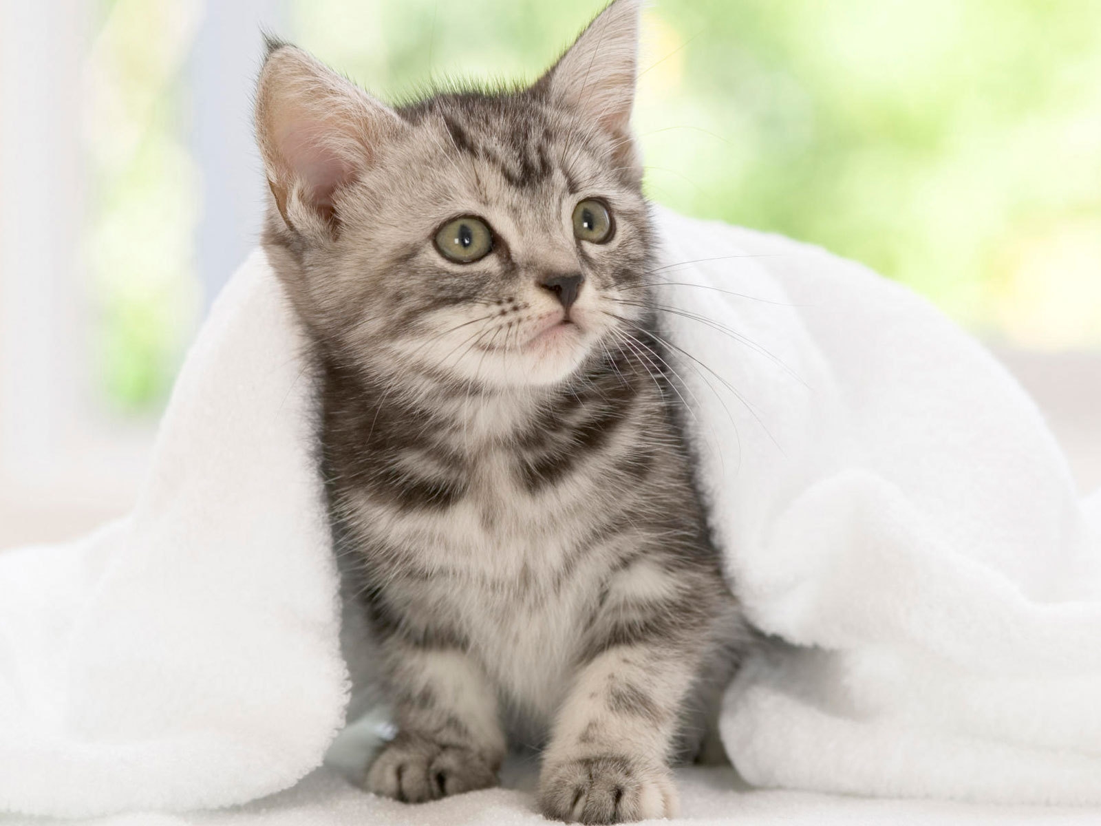 American Shorthair Kitten for 1600 x 1200 resolution