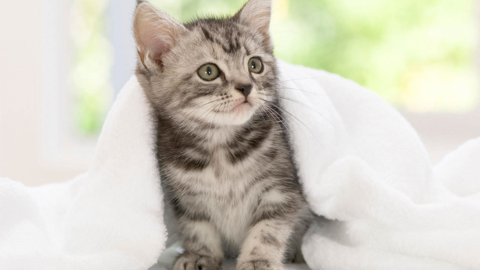 American Shorthair Kitten for 1600 x 900 HDTV resolution