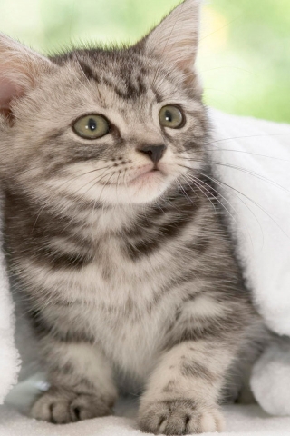 American Shorthair Kitten for 320 x 480 iPhone resolution