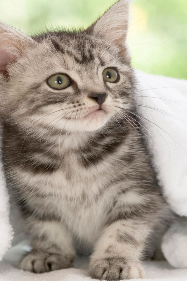 American Shorthair Kitten for 640 x 960 iPhone 4 resolution