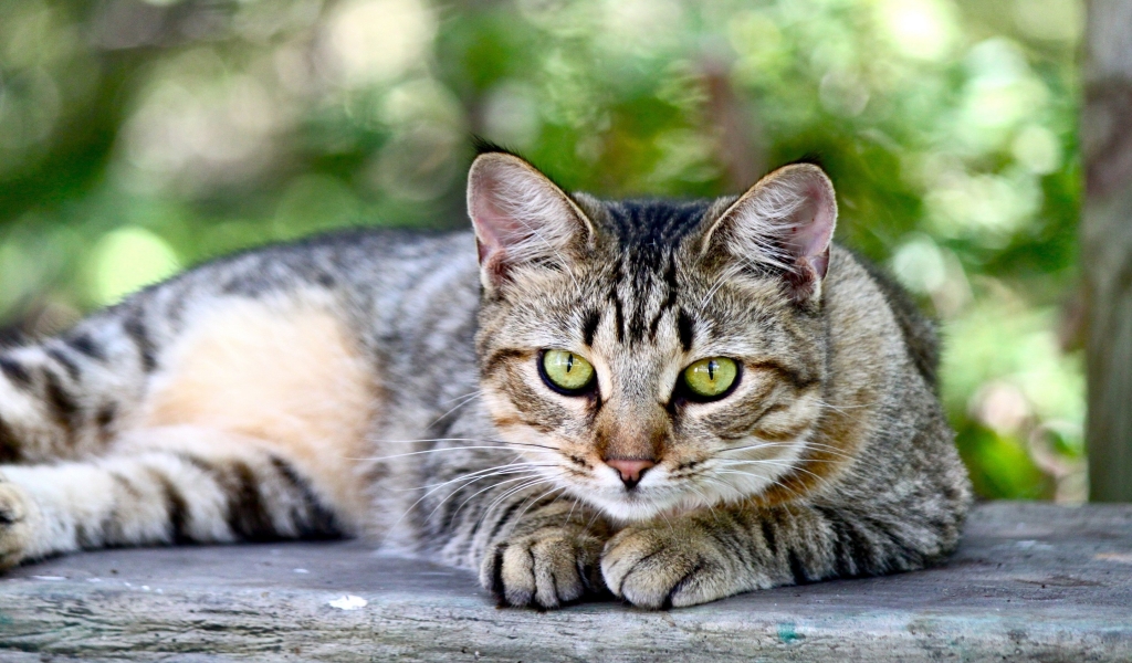 American Shorthair Sitting on Wooden Table for 1024 x 600 widescreen resolution