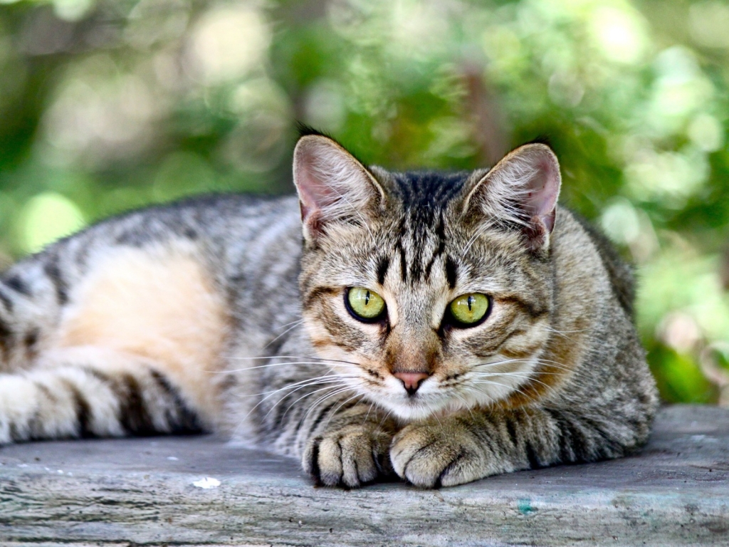 American Shorthair Sitting on Wooden Table for 1024 x 768 resolution