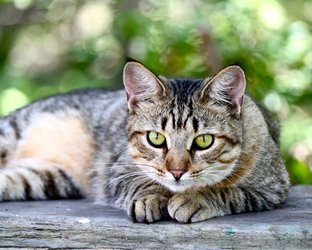American Shorthair Sitting on Wooden Table for 1280 x 1024 resolution