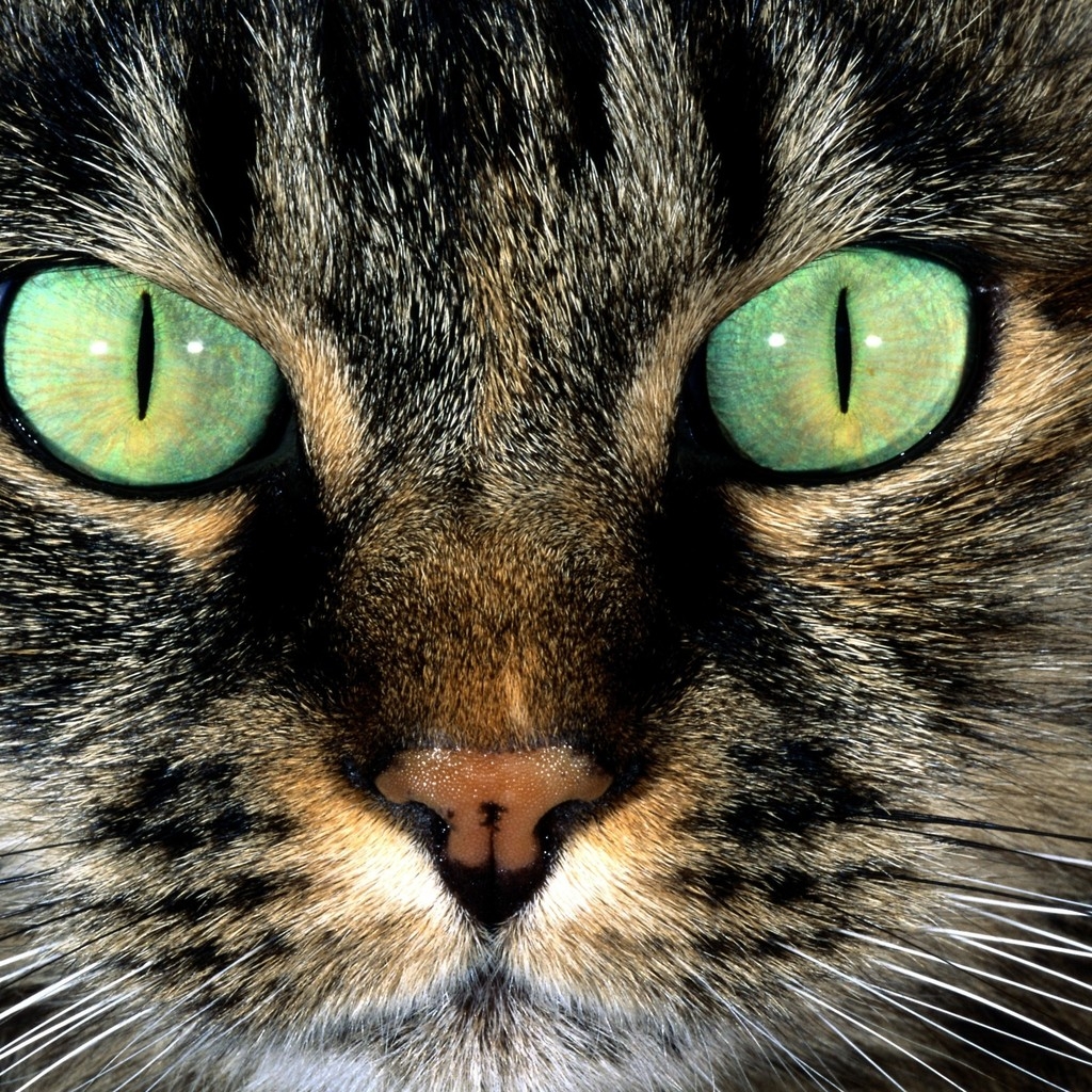American Shorthair with Green Eyes for 1024 x 1024 iPad resolution