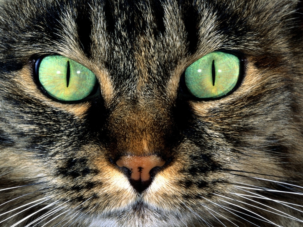American Shorthair with Green Eyes for 1024 x 768 resolution