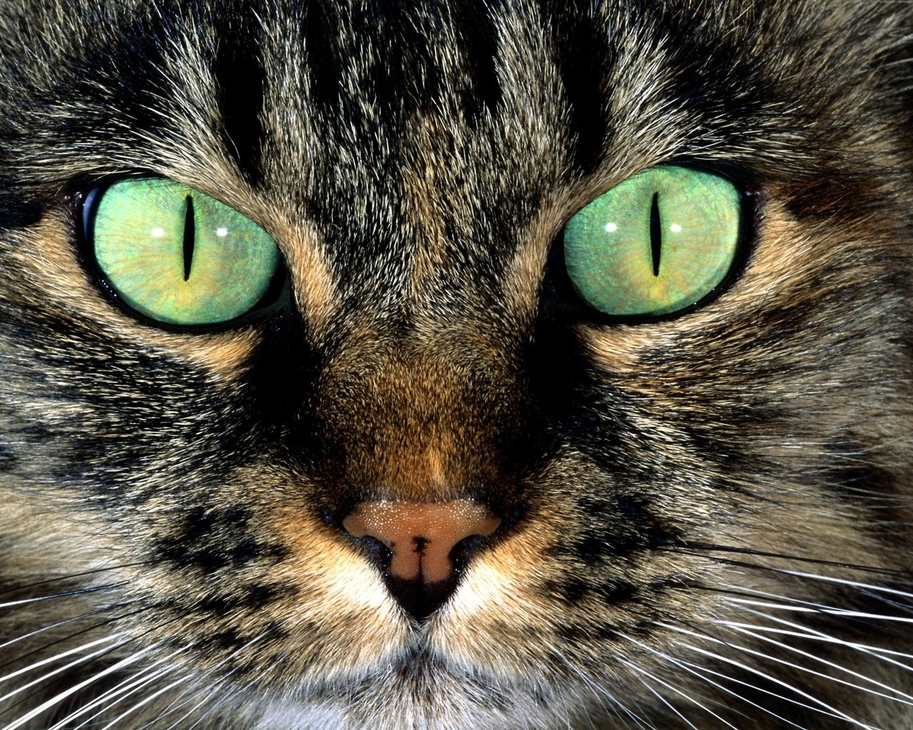 American Shorthair with Green Eyes for 1280 x 1024 resolution