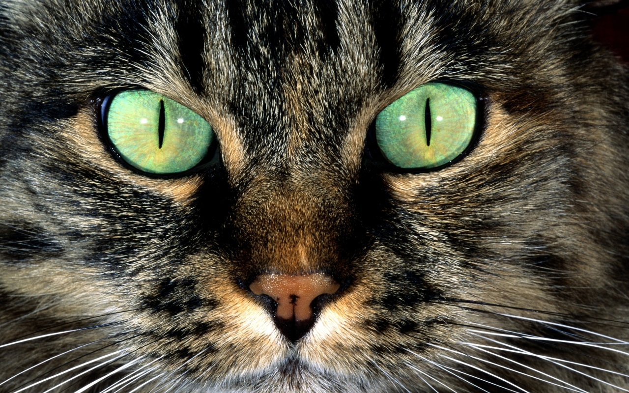 American Shorthair with Green Eyes for 1280 x 800 widescreen resolution