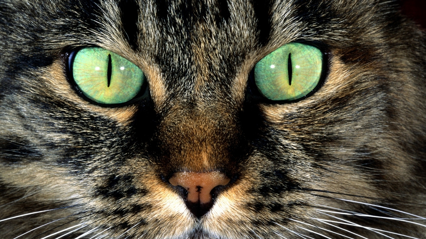 American Shorthair with Green Eyes for 1366 x 768 HDTV resolution