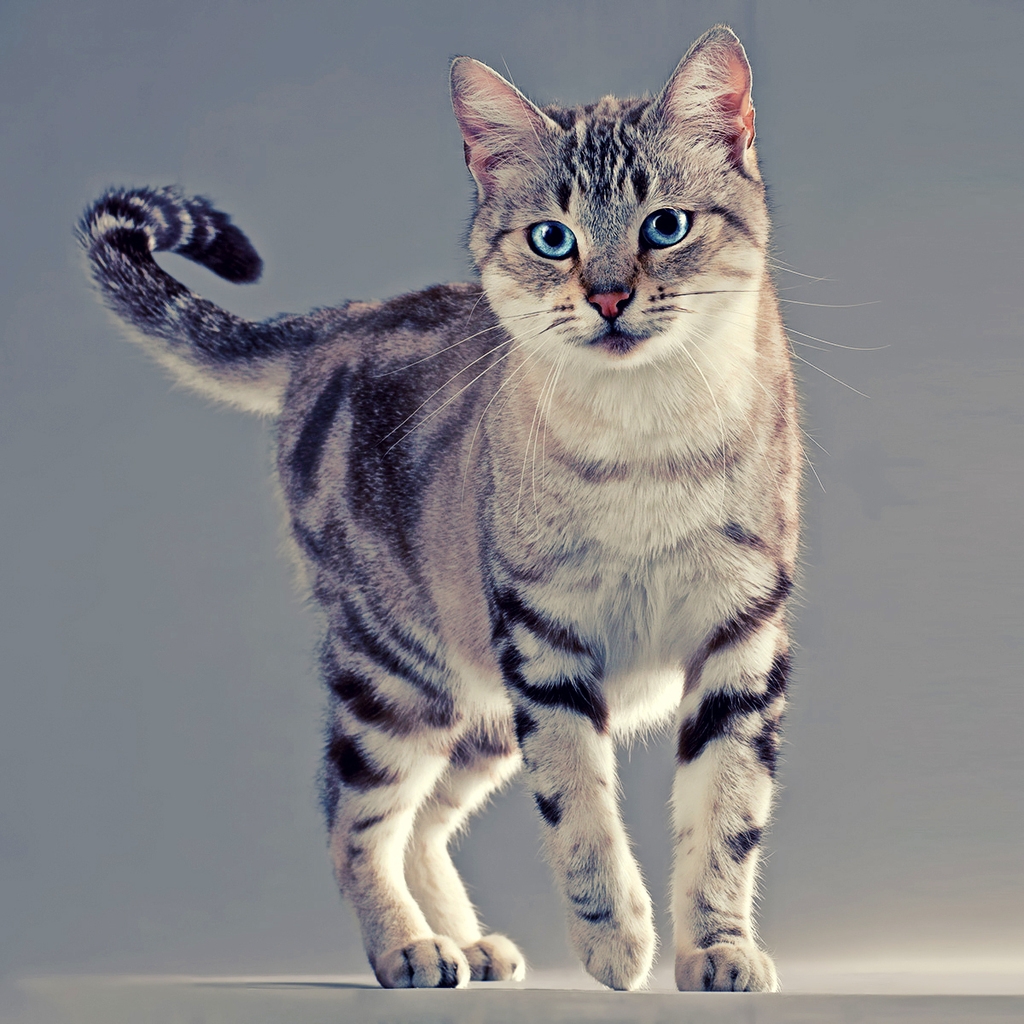American Wirehair Cat for 1024 x 1024 iPad resolution