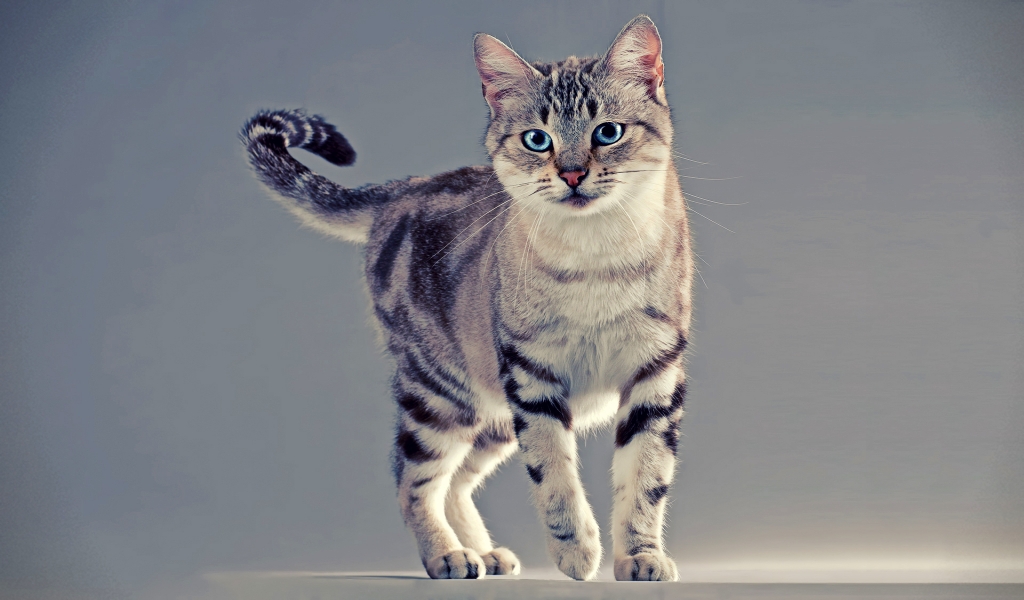 American Wirehair Cat for 1024 x 600 widescreen resolution