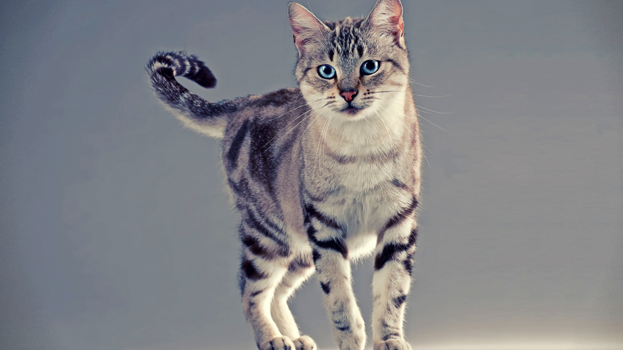 American Wirehair Cat for 1280 x 720 HDTV 720p resolution